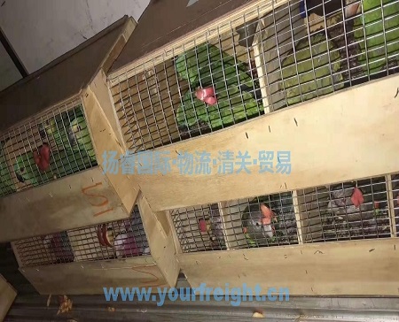 Import parrot to China_International freight forwarder|customs clearance|Import and export agent|Beijing Yangrui International Freight Agency Co.,LTD