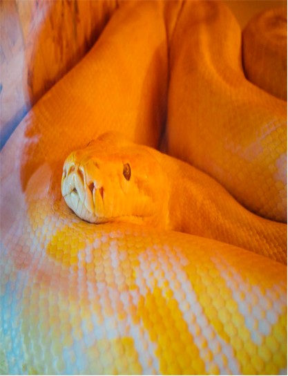 蛇1
